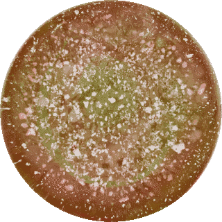 Multicolour Amber