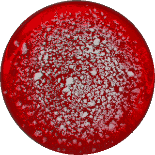 Transparent Red